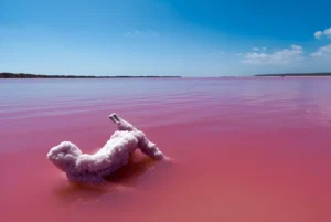 Can You Swim in the Pink Lake- Vacation Guru