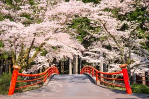 Cherry blossom season - Vacation Guru