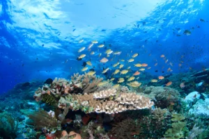 Discovering an Underwater Paradise komodo island