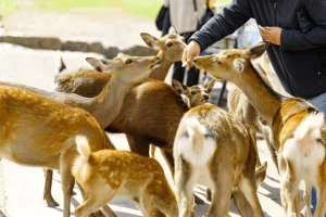 Nara Park, - Vacation Guru