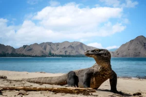 Visiting Komodo Dragons A Thrilling Encounter