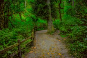 Afternoon Escape. Into the Urban Forest - Portland