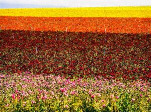 Best Time to Visit the Carlsbad Flower Fields