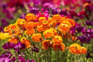 Best Time to Visit the Carlsbad Flower Fields