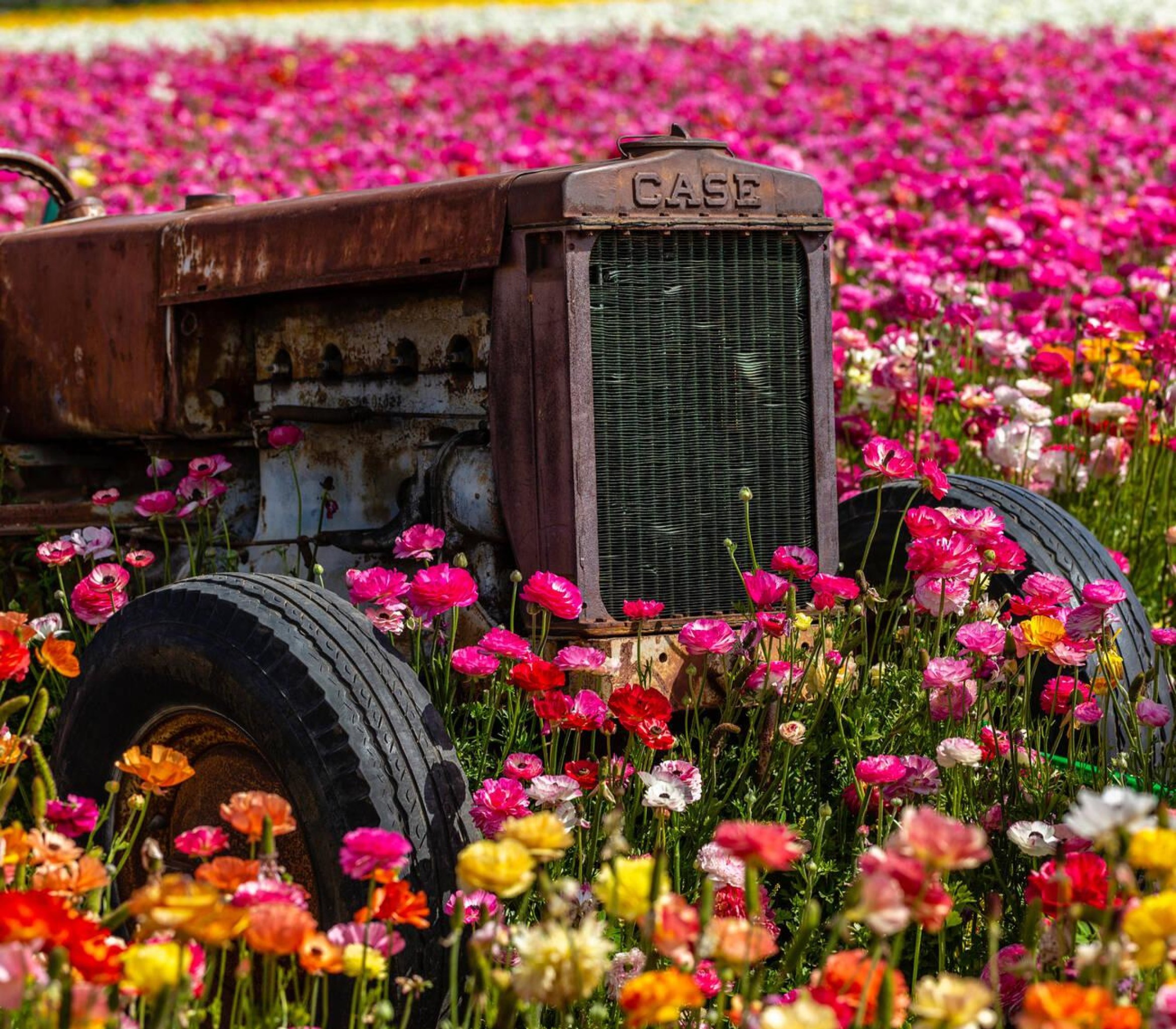 You are currently viewing Carlsbad Flower Fields: A Colorful Spring Escape in Southern California