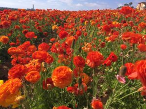 Carlsbad Flower Fields - The Flower Fields