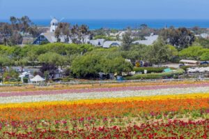 Carlsbad flower garden 