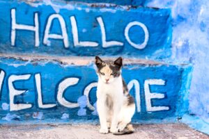 Discover Chefchaouen Morocco