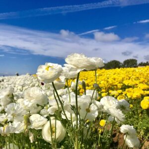 Eco-Friendly Tips for Visiting the Carlsbad Flower Fields