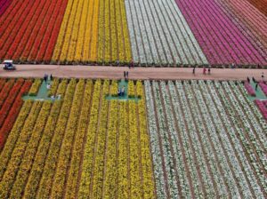 Eco-Friendly Tips for Visiting the Carlsbad Flower Fields