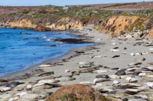 Elephant Seal Rookery