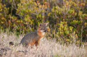 Exploring Channel Islands National Park