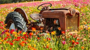 Frequently Asked Questions About the Carlsbad Flower Fields