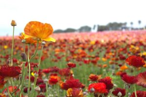 Hidden Gems and Lesser-Known Spots Around Carlsbad Flower Fields