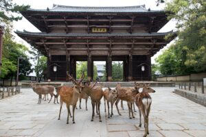 Nara park