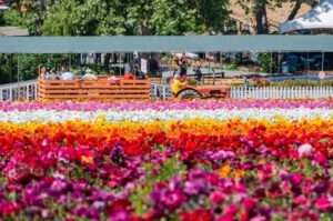 Carlsbad Flower Fields