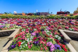 Peak Bloom Times