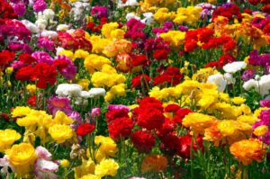 Photography Tips for the Carlsbad Flower Fields