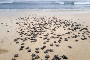 Release Baby Sea Turtles