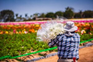 Shopping and Flower Souvenirs