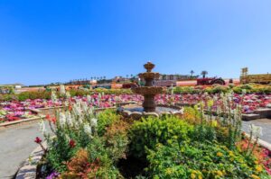 What Makes the Carlsbad Flower Fields Special