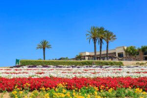 What Makes the Carlsbad Flower Fields Special