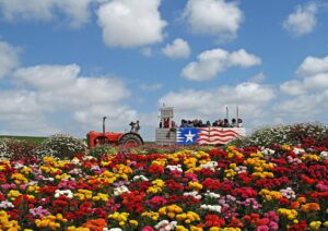 What Makes the Carlsbad Flower Fields Special