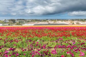 What do the Carlsbad Flower Fields look like in August