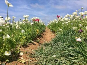 What do the Carlsbad Flower Fields look like in August