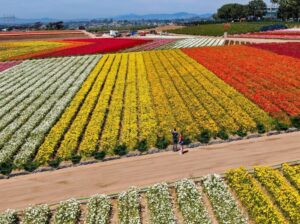 What to Wear and Bring to the Carlsbad Flower Fields