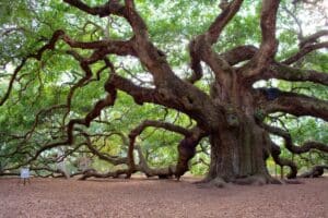 Angel Oak Tree and Optional Cypress Gardens Visit (2)