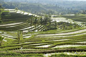Bali’s Green Wonderland