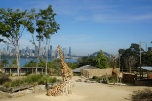 Sydney Harbour Cruise or Ferry to Taronga Zoo