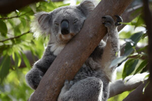 Sydney Harbour Cruise or Ferry to Taronga Zoo