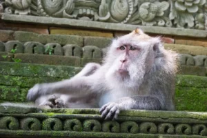 Explore Sacred Monkey Forest Sanctuary