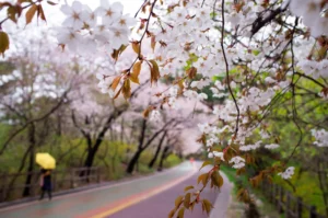 cherry blossoms Korea