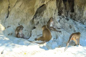 Monkey Beach Maya Bay