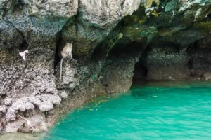 Maya Bay Monkey Beach