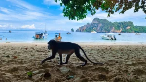 Monkey Beach