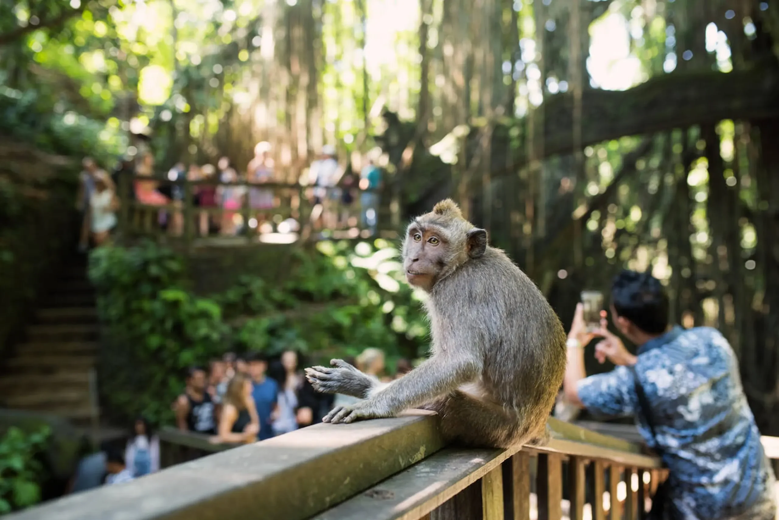 Sacred Monkey Forest Sanctuary 