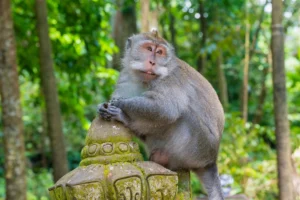 Why Visit the Ubud Monkey Forest