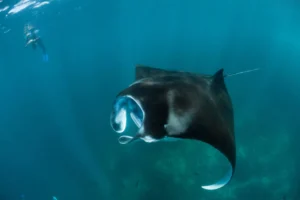 Manta Ray Snorkeling