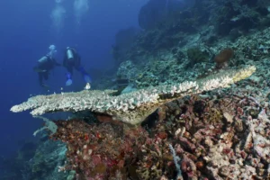 Menjangan Island Advanced Drift Diving