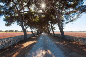 Track, Apulia, Puglia