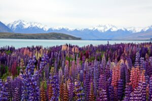 New Zealand travel guide