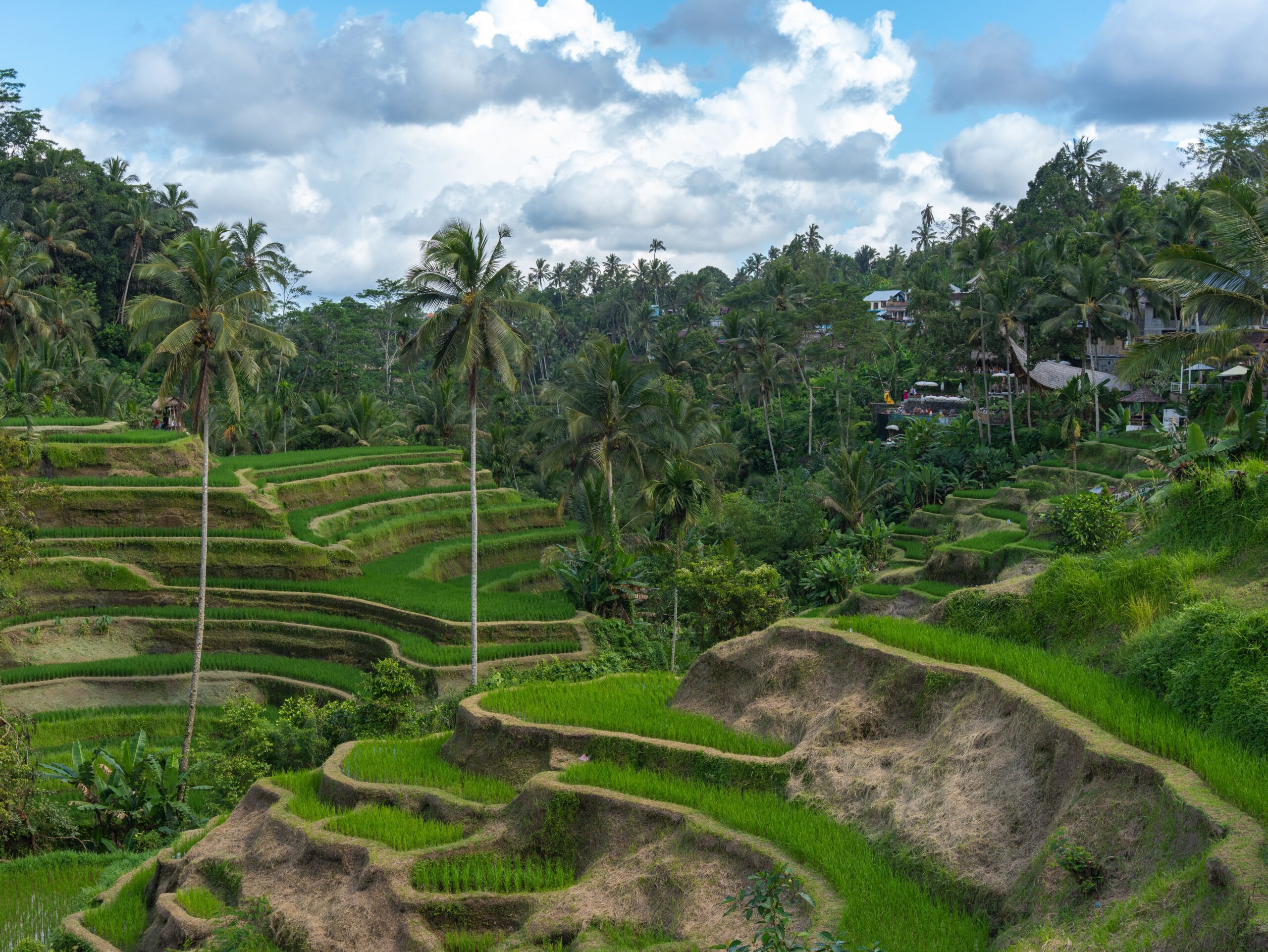 Lush green rice terraces in Bali, Indonesia, showcasing natural beauty and agrarian culture.