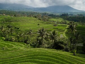 Lush green rice terraces in Bali, Indonesia, showcasing natural beauty and agrarian culture.